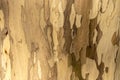 Close-up of peeling tree bark creating a natural camouflage pattern. Royalty Free Stock Photo