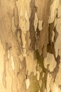 Close-up of peeling tree bark creating a natural camouflage pattern Royalty Free Stock Photo