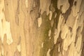 Close-up of peeling tree bark creating a natural camouflage pattern Royalty Free Stock Photo