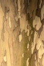 Close-up of peeling tree bark creating a natural camouflage pattern Royalty Free Stock Photo