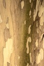 Close-up of peeling tree bark creating a natural camouflage pattern. Royalty Free Stock Photo