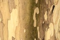 Close-up of peeling tree bark creating a natural camouflage pattern. Royalty Free Stock Photo