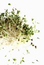 Alfafa sprouts Royalty Free Stock Photo