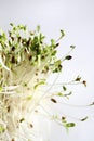 Alfafa sprouts Royalty Free Stock Photo