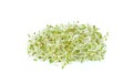 Alfafa sprouts on white background Royalty Free Stock Photo