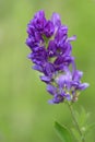 alfalfa blossoms