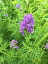 Alfalfa blossoms Royalty Free Stock Photo