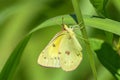 Alfalfa butterfly Royalty Free Stock Photo