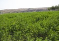 Alfalfa Royalty Free Stock Photo