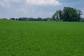 Alfalfa Field Royalty Free Stock Photo