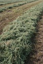 Alfalfa field 3