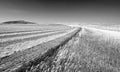 Alfalfa Field in the Pryor Mountains in Montana USA