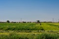 5-18-18 Alfalfa Fields in Lancaster, ca.