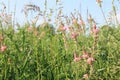 Alfalfa flowers