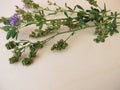 Alfalfa with flowers and seeds