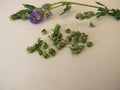 Alfalfa with flowers and seeds