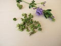 Alfalfa with flowers and seeds