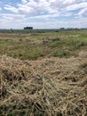 Alfalfa hay field cut down and ready for bailing Royalty Free Stock Photo