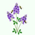 Alfalfa inflorescences with bees isolated on green background.