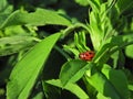 Alfalfa leaf beetle (Gonioctena fornicata) on alfalfa plant.