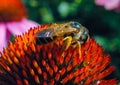 Alfalfa leafcutting bee (Megachile rotundata), insect collects nectar on echinacea flower Royalty Free Stock Photo