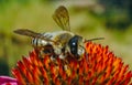 Alfalfa leafcutting bee (Megachile rotundata), insect collects nectar on echinacea flower Royalty Free Stock Photo