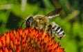 Alfalfa leafcutting bee (Megachile rotundata), insect collects nectar on echinacea flower Royalty Free Stock Photo