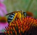 Alfalfa leafcutting bee (Megachile rotundata), insect collects nectar on echinacea flower Royalty Free Stock Photo