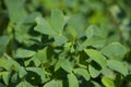 Alfalfa Leaves