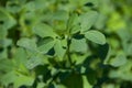 Alfalfa Leaves