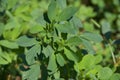 Alfalfa Leaves