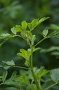 Alfalfa Leaves