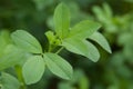 Alfalfa Leaves