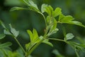 Alfalfa Leaves