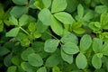 Alfalfa Leaves