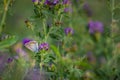 Alfalfa lucerne flower purple Reverdins blue butterfly (Colias croceus) blooms in a green field , sulphur