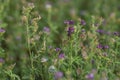 Alfalfa lucerne flower purple Reverdins blue butterfly (Colias croceus) blooms in a green field , sulphur