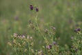 Alfalfa lucerne flower purple Reverdins blue butterfly (Colias croceus) blooms in a green field , sulphur