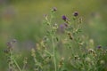 Alfalfa lucerne flower purple Reverdins blue butterfly (Colias croceus) blooms in a green field , sulphur