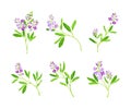 Alfalfa or Lucerne Healing Flower with Elongated Leaves and Clusters of Small Purple Flowers Vector Set