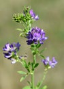 Alfalfa Medicago sativa