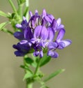 Alfalfa Medicago sativa