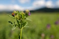 Alfalfa, Medicago sativa, also called lucerne. It is cultivated as an important forage crop for farm animals.