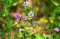 Alfalfa, Medicago sativa, also called lucerne