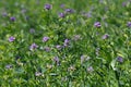 Alfalfa Royalty Free Stock Photo