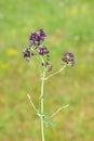 Alfalfa (Medicago sativa)