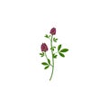 Alfalfa, Medicago sativa, lucerne healing flower vector medical illustration isolated on white background