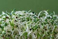 Alfalfa and Onion Sprouts Filling the Frame