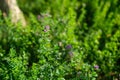 Alfalfa organic plant that has been grown as feed for livestock