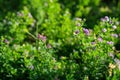 Alfalfa organic plant that has been grown as feed for livestock